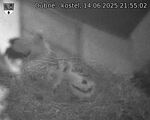 Capi_Dubne_20250614_215502.jpg