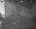 Capi_Dubne_20250614_222503.jpg