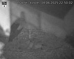 Capi_Dubne_20250614_225002.jpg