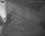 Capi_Dubne_20250614_225503.jpg