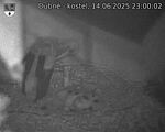 Capi_Dubne_20250614_230002.jpg