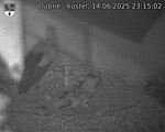 Capi_Dubne_20250614_231502.jpg