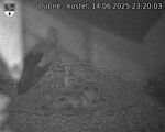Capi_Dubne_20250614_232003.jpg