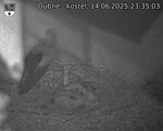 Capi_Dubne_20250614_233503.jpg