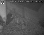 Capi_Dubne_20250615_000502.jpg