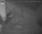 Capi_Dubne_20250615_001003.jpg