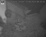 Capi_Dubne_20250615_002502.jpg
