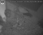 Capi_Dubne_20250615_003003.jpg