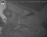 Capi_Dubne_20250615_005003.jpg
