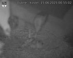 Capi_Dubne_20250615_005502.jpg