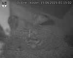 Capi_Dubne_20250615_011502.jpg