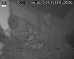 Capi_Dubne_20250615_012502.jpg