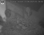 Capi_Dubne_20250615_013002.jpg