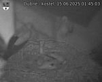 Capi_Dubne_20250615_014503.jpg