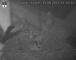 Capi_Dubne_20250615_015003.jpg