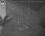 Capi_Dubne_20250615_020003.jpg
