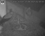 Capi_Dubne_20250615_020503.jpg
