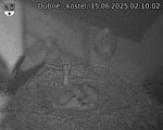 Capi_Dubne_20250615_021002.jpg