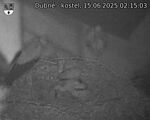 Capi_Dubne_20250615_021503.jpg