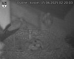 Capi_Dubne_20250615_022003.jpg