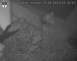 Capi_Dubne_20250615_023003.jpg