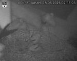 Capi_Dubne_20250615_023503.jpg