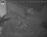 Capi_Dubne_20250615_025002.jpg