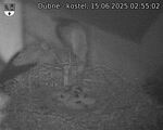 Capi_Dubne_20250615_025502.jpg