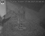 Capi_Dubne_20250615_030003.jpg