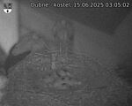 Capi_Dubne_20250615_030502.jpg