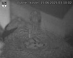 Capi_Dubne_20250615_031002.jpg