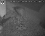 Capi_Dubne_20250615_031503.jpg