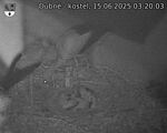 Capi_Dubne_20250615_032003.jpg
