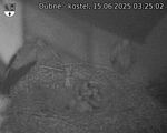 Capi_Dubne_20250615_032502.jpg