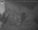 Capi_Dubne_20250615_034002.jpg