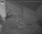 Capi_Dubne_20250615_035502.jpg