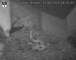 Capi_Dubne_20250615_040502.jpg
