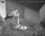 Capi_Dubne_20250615_041503.jpg