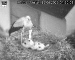 Capi_Dubne_20250615_042003.jpg