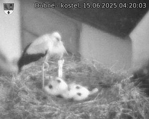 Capi_Dubne_20250615_042003.jpg (1350 x 1080)