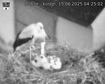 Capi_Dubne_20250615_042502.jpg