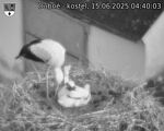 Capi_Dubne_20250615_044003.jpg