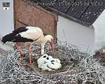 Capi_Dubne_20250615_045002.jpg