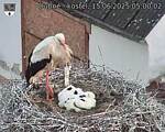 Capi_Dubne_20250615_050002.jpg