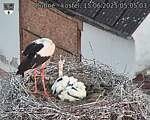 Capi_Dubne_20250615_050503.jpg