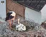 Capi_Dubne_20250615_051004.jpg