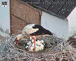Capi_Dubne_20250615_051502.jpg