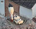 Capi_Dubne_20250615_052002.jpg