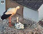 Capi_Dubne_20250615_052504.jpg
