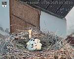 Capi_Dubne_20250615_053003.jpg